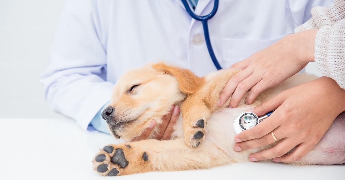 closeup shot of veterinarian hands checking dog by stethoscope