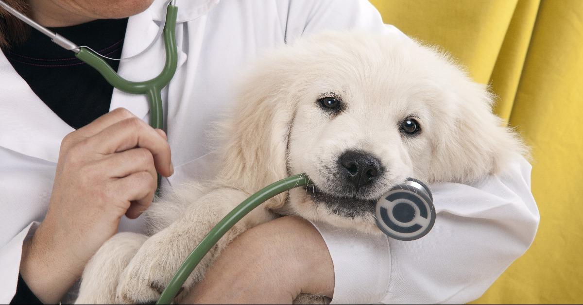 puppy playing vet's stethoscope