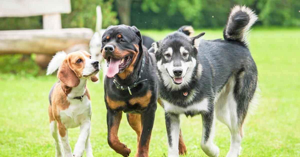 three dogs running in the yard