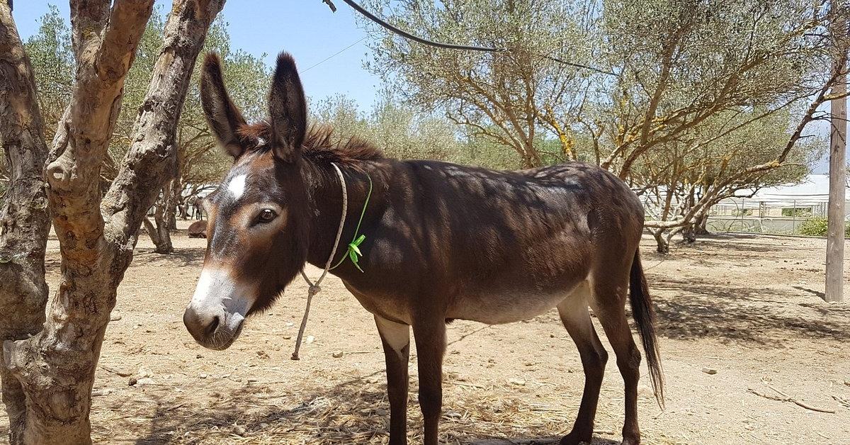Donkey