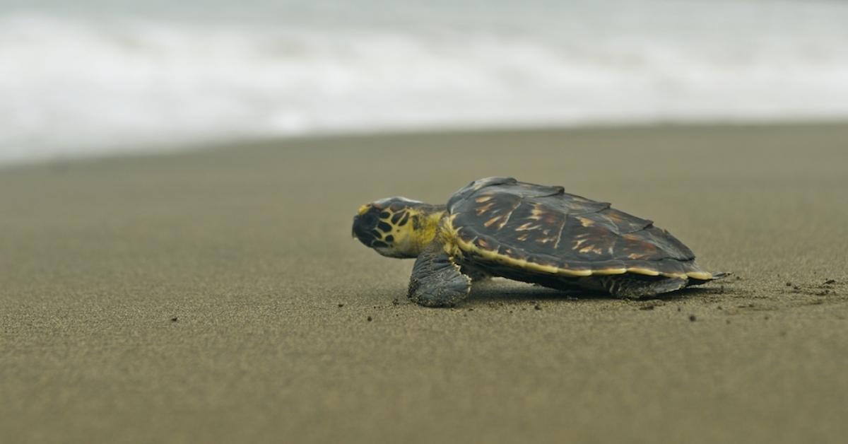 Baby sea turtle