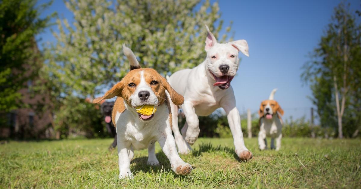 group of dogs running over the lawn