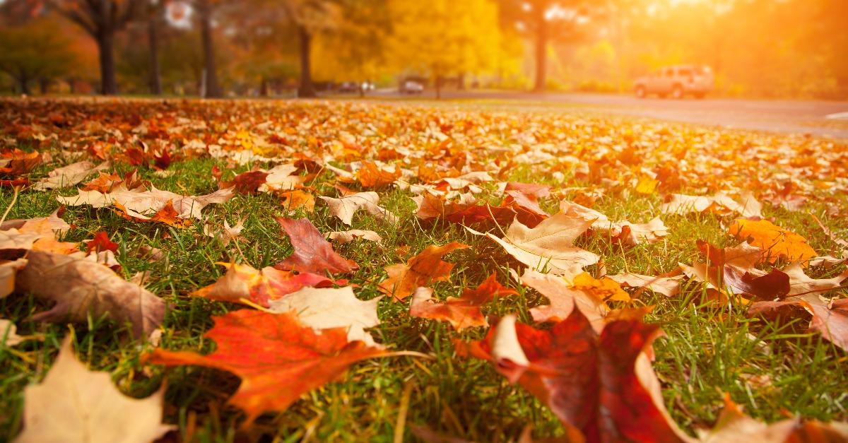 autumn leaves in fall park