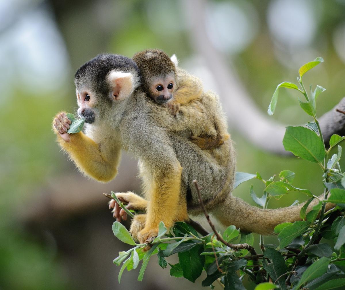 Baby monkey and mother