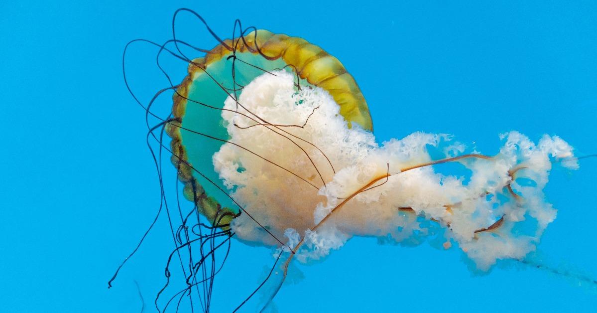 Chrysaora fuscescens swimming in the calm blue water of the National Aquarium