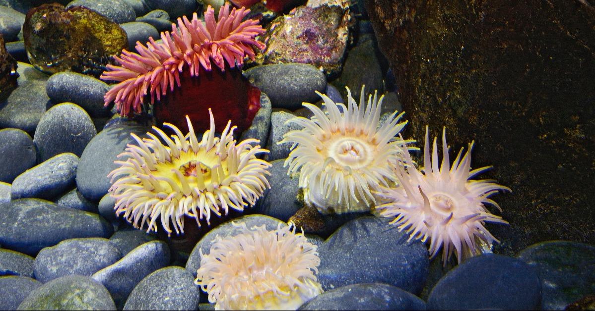 Various Anemones Newport Aquarium Kentucky