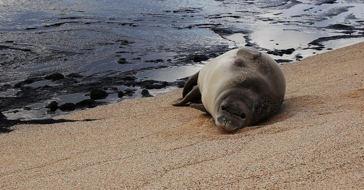 Monk seal on Niihau