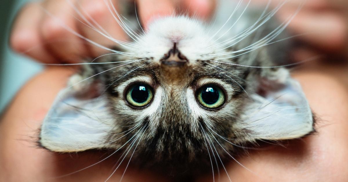 Cute kitten