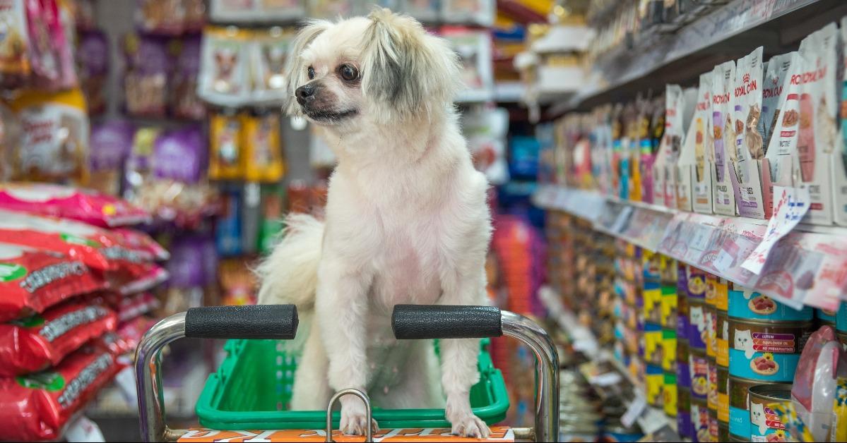 Dog so cute waiting for the pet owner at pet shop