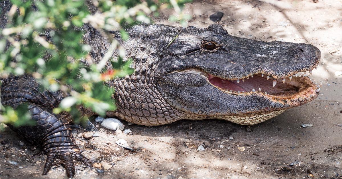 alligator basking from the heat in Florida