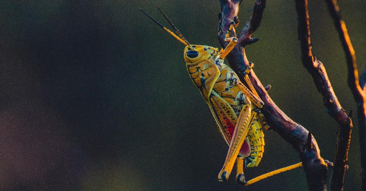 florida grasshopper macro
