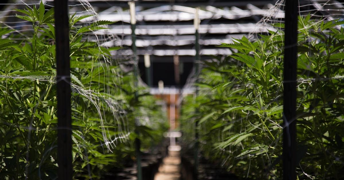 growing cannabis in a greenhouse