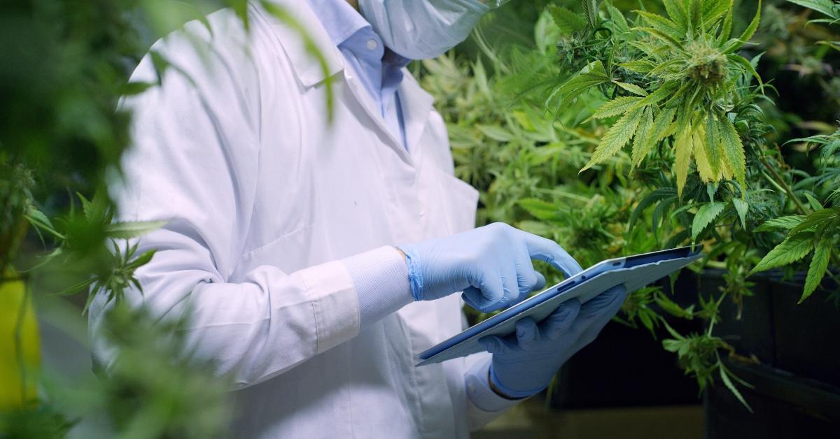 Scientist checking cannabis plants
