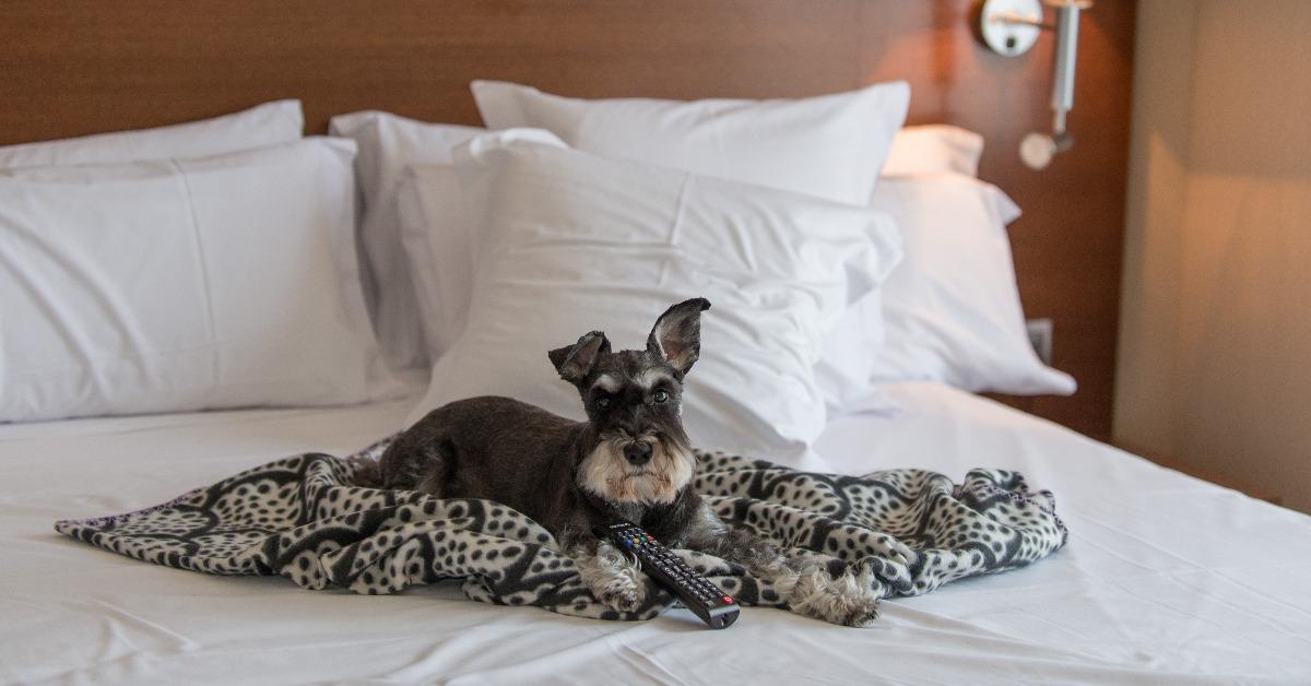schnauzer waiting for the room service in a hotel room