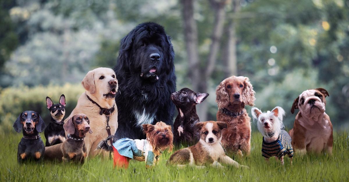 different breeds of dogs on the grass