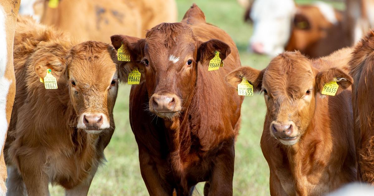 cattle livestock calf portrait of rural life