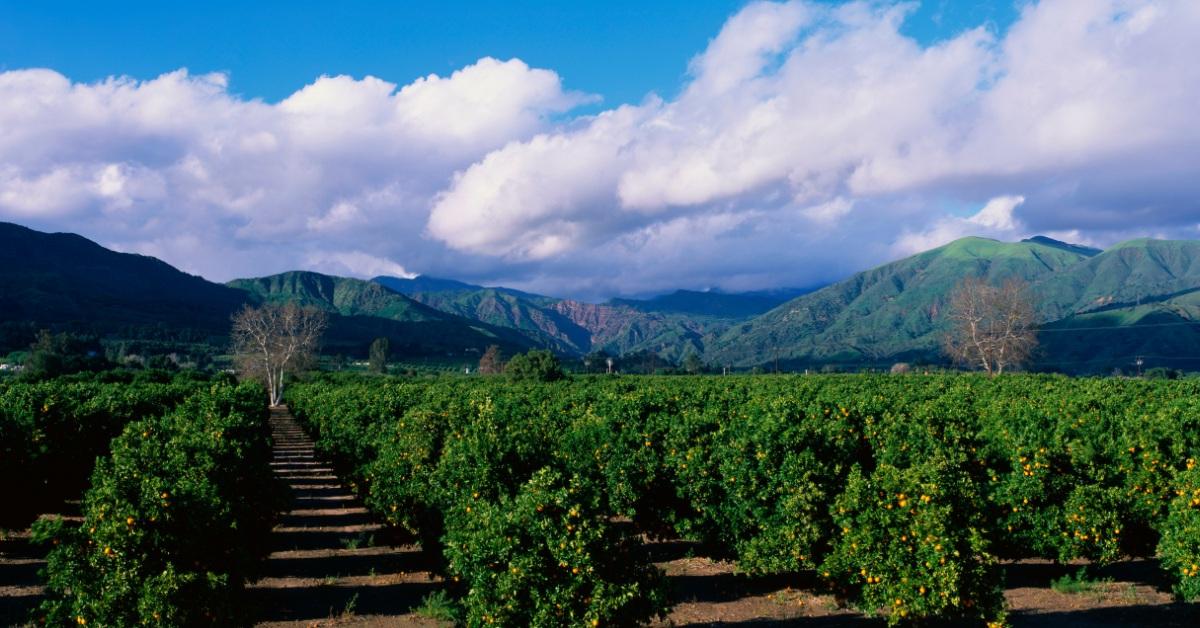 beautiful shot of orange groves near fillmore
