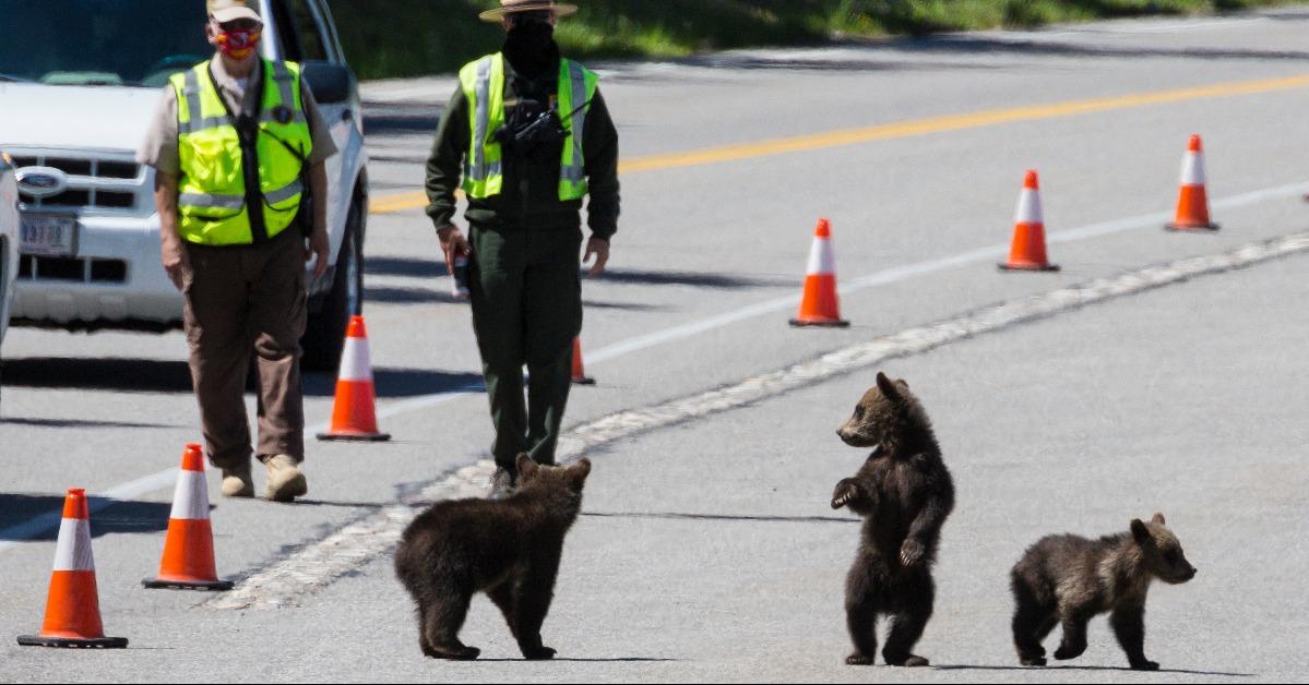 grizzly bear 399 and her four cubs cross the road in Grand Teton National Park