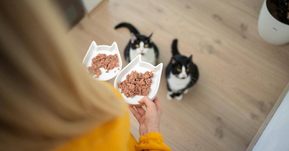 pet owner holding two food bowls with wet food