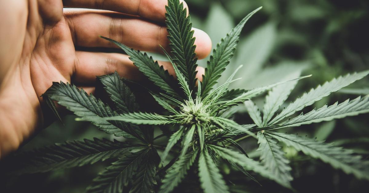 cannabis at the beginning of flowering