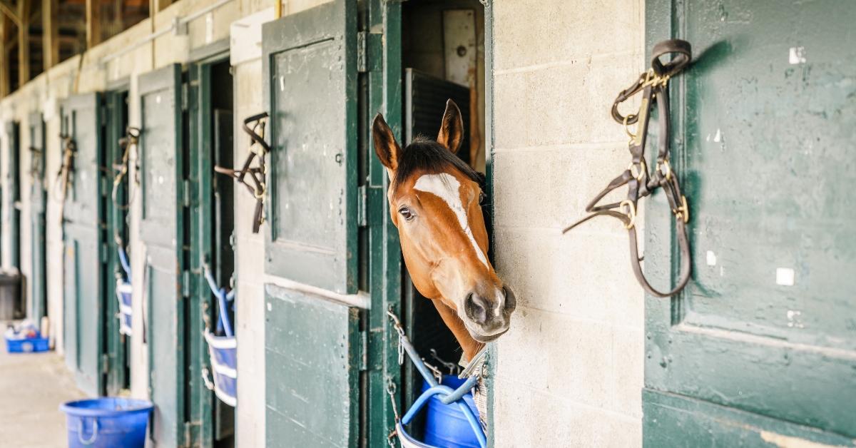 horse in a stable