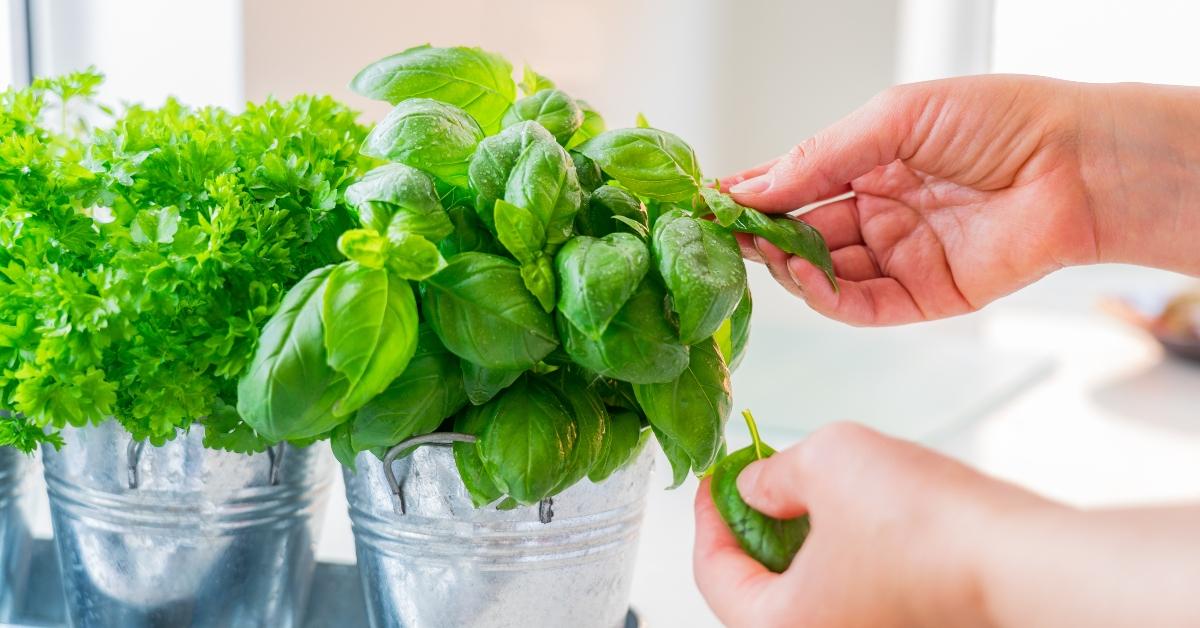 woman's hand picking leaves of basil