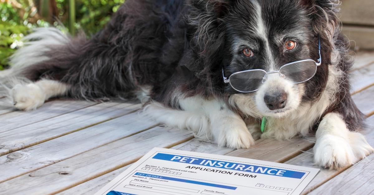 elderly border collie dog in spectacles considers pet insurance