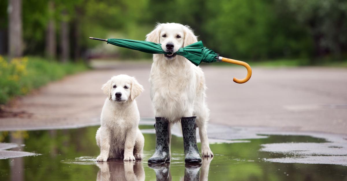 golden retriever and puppy in a puddle holding an umbrella