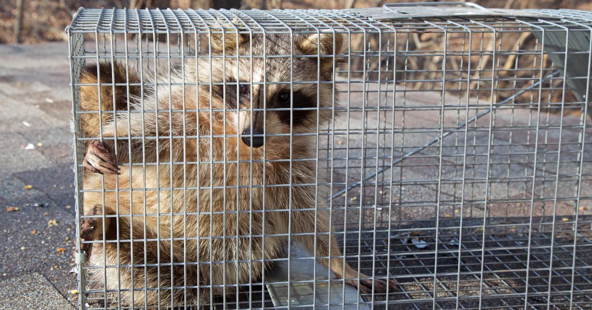 raccoon caught in a trap
