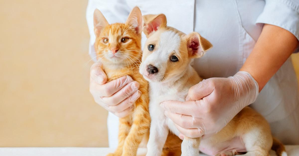 vet holding kitten and puppy together for examination at clinic