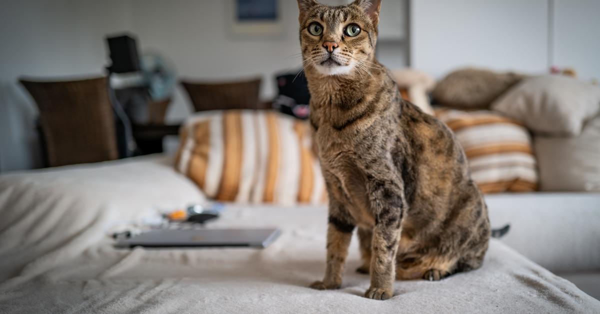 Savannah cat on a couch