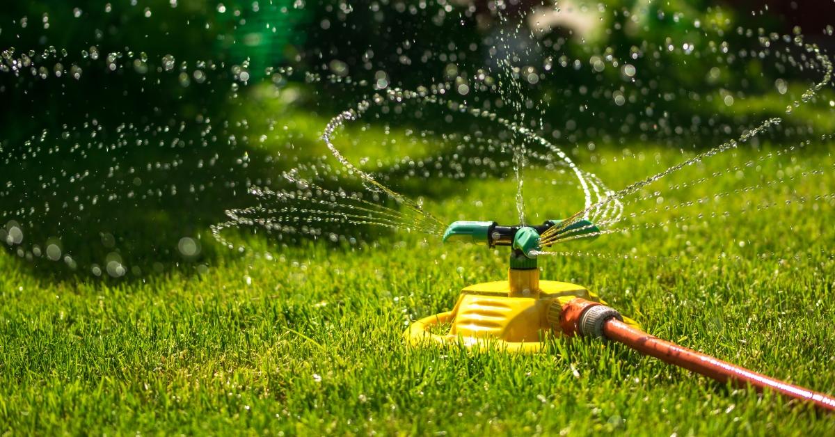 garden watering of a spring green lawn