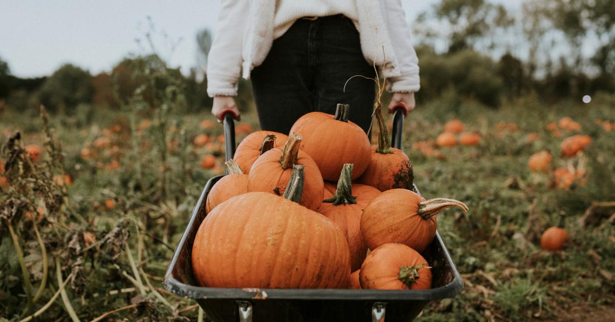 pumpkin patch before halloween