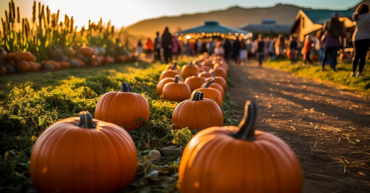 pumpkin patch farm fall autumn