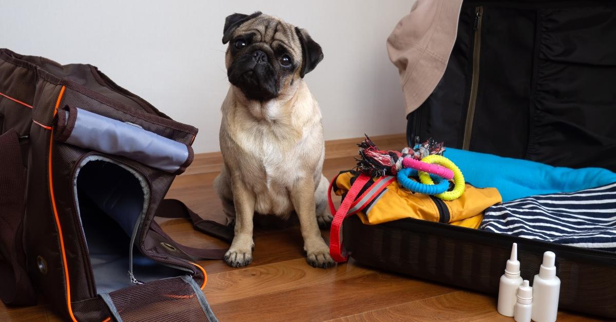 pug dog sits near dog carrier