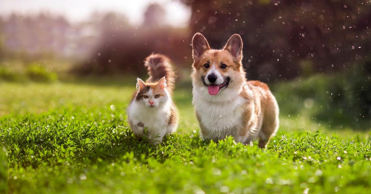 cat and corgi dog