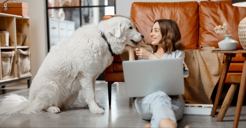remote worker with dog and laptop