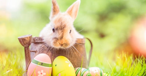 Bunny and Easter eggs