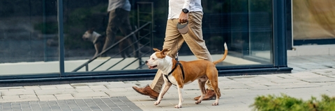 Person walking dog on a leash