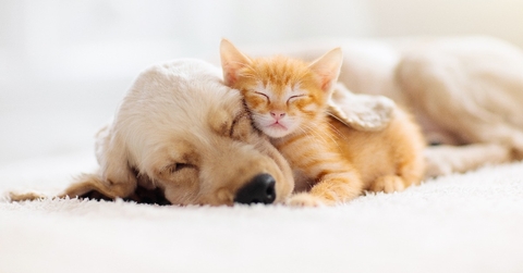cat and dog sleeping together