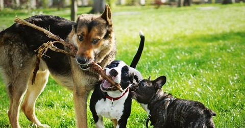 happy playing dogs in summer park