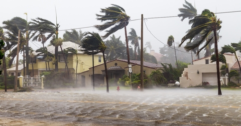 palm trees blowing in the winds