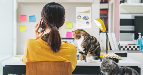working from home with cats