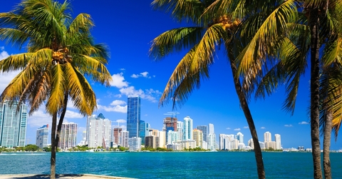 miami florida skyline from palm trees