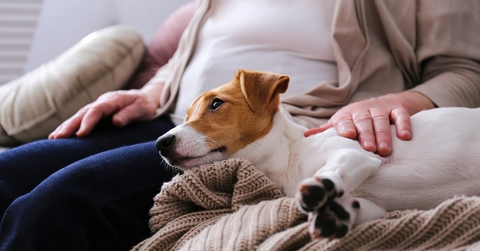 Emotional support animal concept