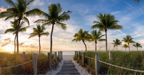 path lined with palm trees leading to a beach at dawn