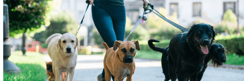 dog walker with several dogs on leashes